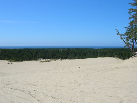 1996 Ford Bronco - A wide view of sand dunes with a dense forest and the ocean in the background under a clear blue sky.