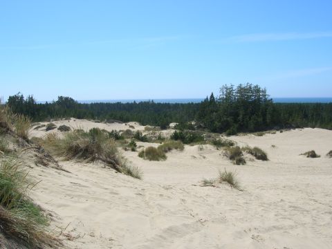 1996 Ford Bronco - A wide view of sand dunes with sparse vegetation and a dense forest in the background under a clear blue sky.