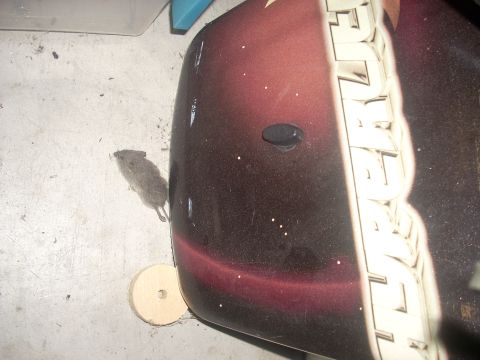 1992 Ford Bronco - A dead mouse is lying on a concrete floor next to a large, curved, dark red object with white speckles and lettering. A small wooden disc i…