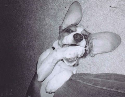 1991 Ford Bronco - A dog with very large ears is playing on the floor.