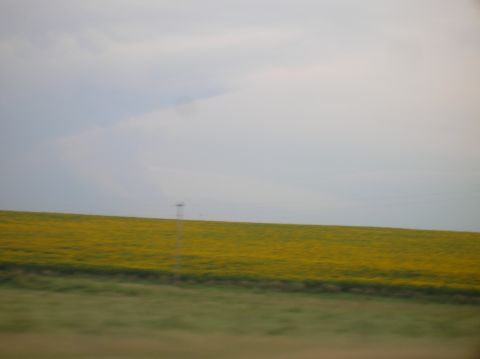1996 Ford Bronco - A vast field of yellow flowers stretches across the horizon under a cloudy sky.