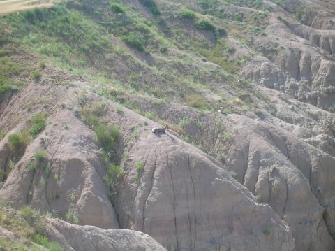 1996 Ford Bronco - A bighorn sheep is visible on a rocky, eroded slope in a natural landscape.