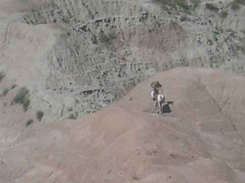 1996 Ford Bronco - A herd of bighorn sheep stands on a barren hillside, silhouetted against a backdrop of eroded geological formations.