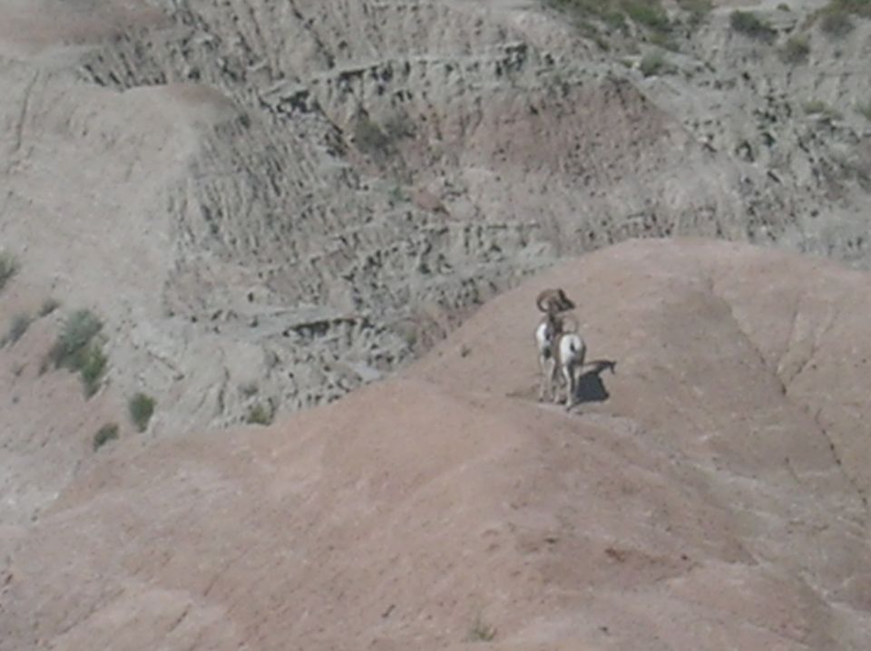 Bighorn sheep on a dusty hillside with eroded rock formations in the background