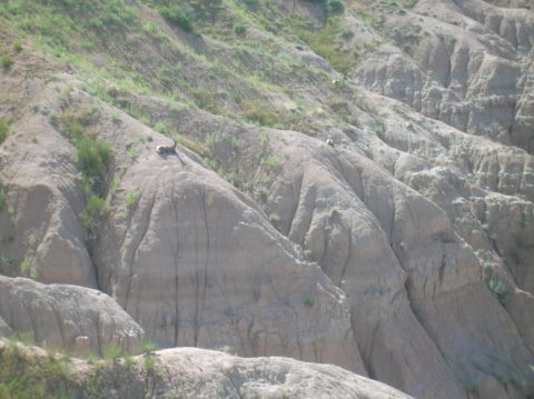 1996 Ford Bronco - Animals are visible on the eroded hillsides of a badlands landscape.