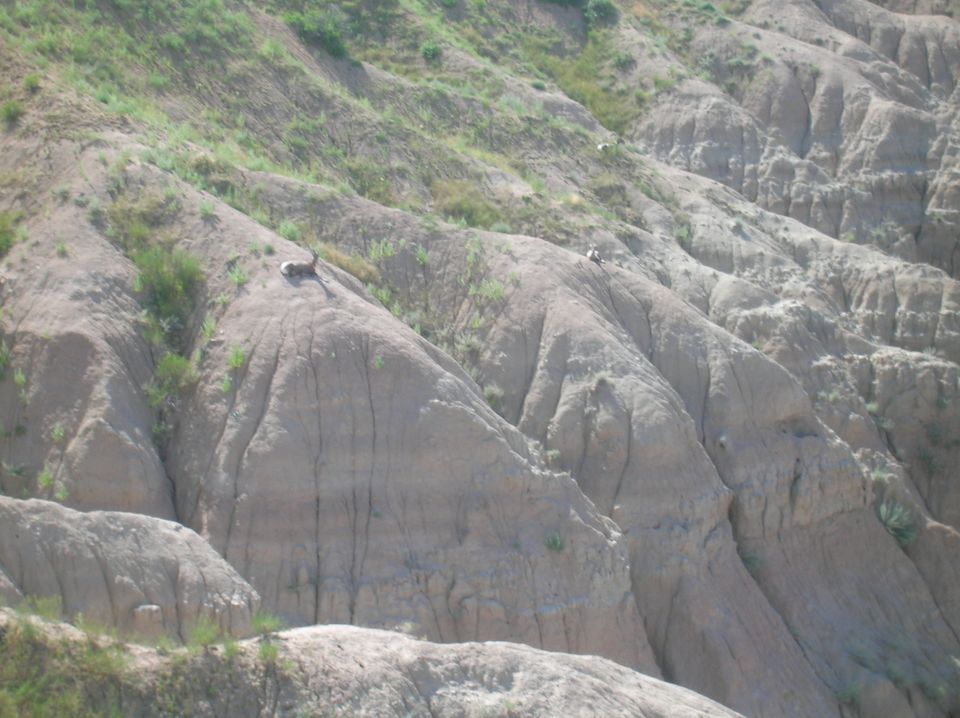 Badlands landscape with small animals on hillsides
