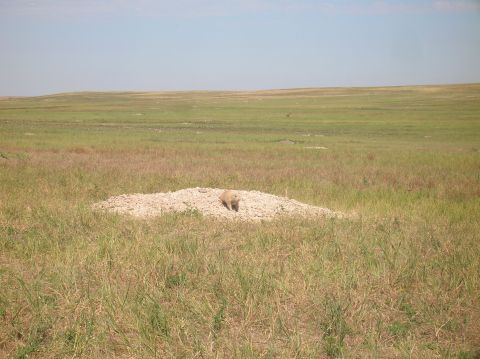 1996 Ford Bronco - A prairie dog emerges from its burrow in a vast, open grassland.