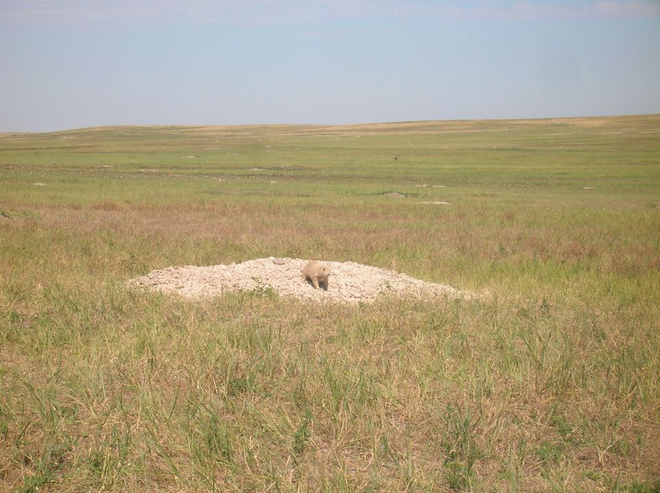 Prairie dog peeking out from its mound in a grassy field under a clear sky