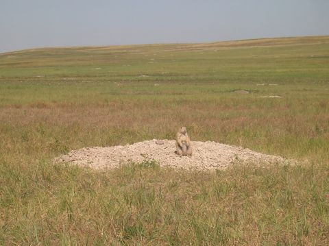 1996 Ford Bronco - A prairie dog stands alert on its mound in a vast, open grassland.