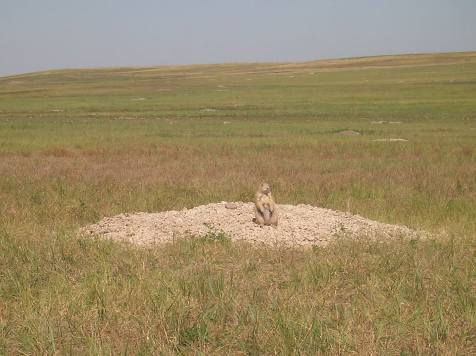Prairie dog standing on a mound of dirt in a grassy field under a clear sky