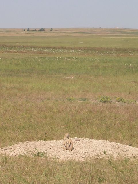 1996 Ford Bronco - A prairie dog stands alert on its mound in a vast, open grassland under a hazy sky.