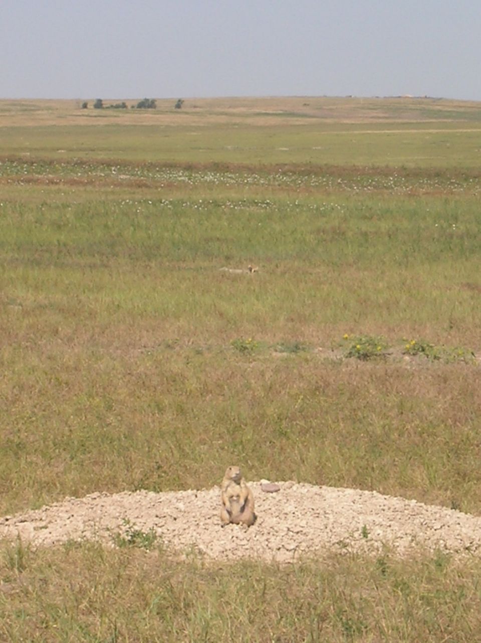 Prairie dog on a mound in a grassy field