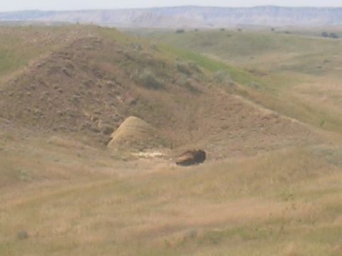1996 Ford Bronco - A lone bison takes a break in the open plains, surrounded by the natural landscape.