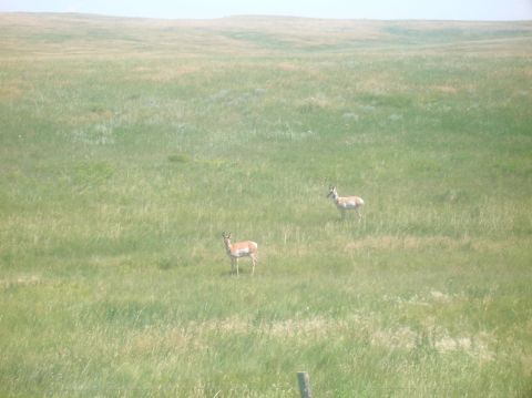 1996 Ford Bronco - Two pronghorn antelope are visible in a wide, grassy field.