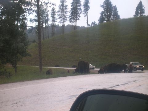1996 Ford Bronco - Bison herd causes a traffic delay on a rural road, with cars navigating around them.