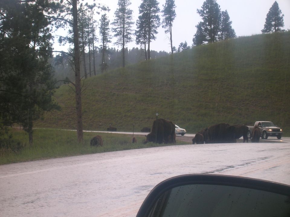 Herd of bison on a road with cars passing by