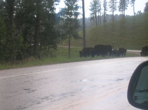 1996 Ford Bronco - Bison herd seen from a vehicle on a wet road, with trees and a hill in the background.