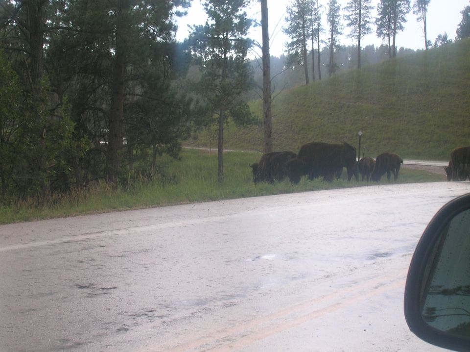 Herd of bison grazing by a wet road with trees and a grassy hill in the background