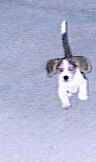 1991 Ford Bronco - A dog is captured in motion, appearing to jump against a light blue background.
