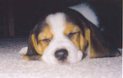 1991 Ford Bronco - A young beagle puppy rests with its eyes closed on a soft, light-colored carpet.