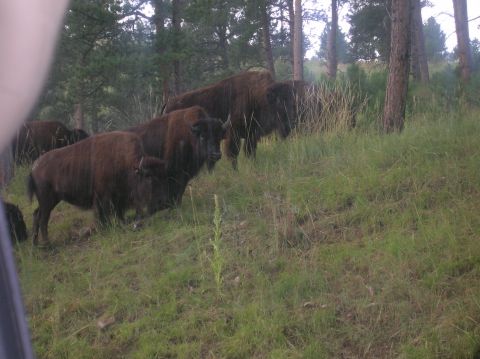 1996 Ford Bronco - A herd of bison grazes on a grassy slope surrounded by pine trees.