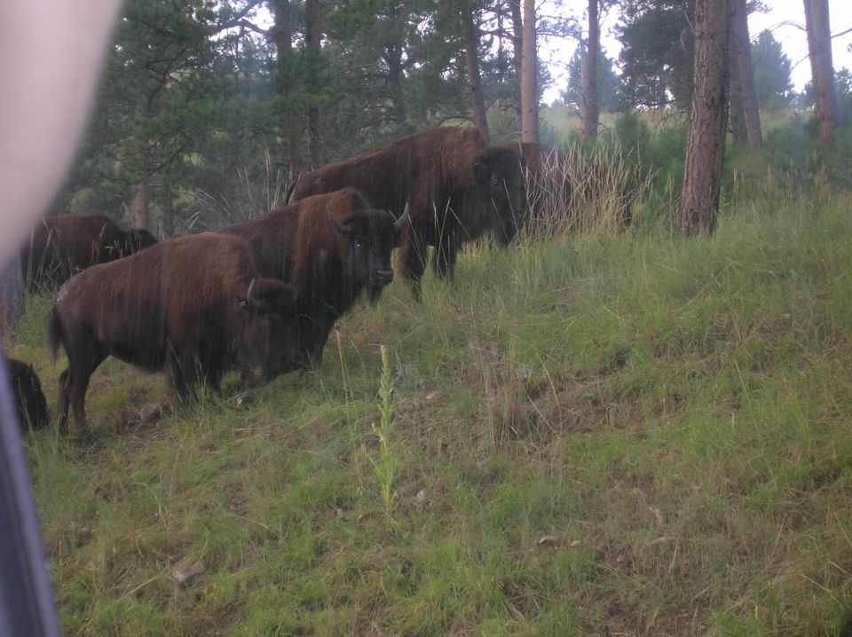 Herd of bison on a grassy hillside with pine trees