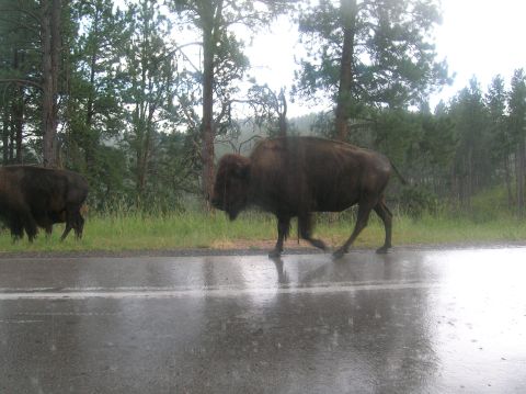 1996 Ford Bronco - Bison crossing a wet road in a wooded area during rainfall.