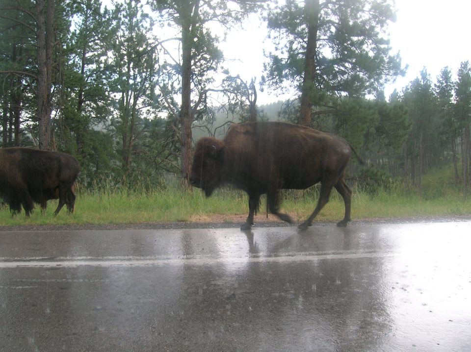 Two bison walk across a wet road in a wooded area during rain
