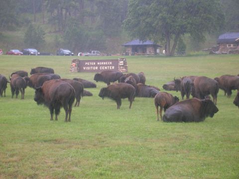 1996 Ford Bronco - A herd of bison congregates near the Peter Norbeck Visitor Center on a rainy day.