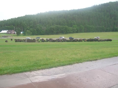 1996 Ford Bronco - A large herd of bison grazes in a field, with several vehicles passing by on a road in the distance.
