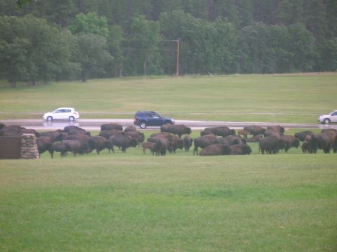 1996 Ford Bronco - A large herd of bison grazes in a field, with several vehicles driving on a wet road in the background.