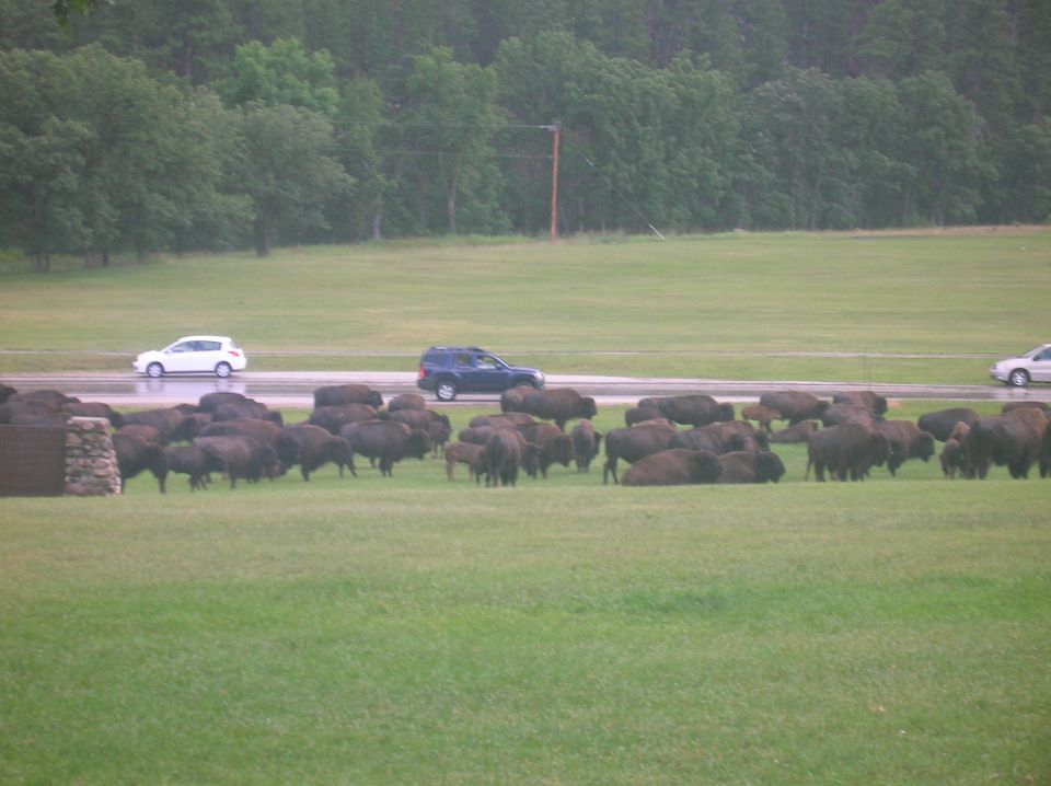 Herd of bison in a grassy field with cars driving on a wet road