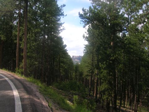 1996 Ford Bronco - A paved road winds through a dense pine forest, with a rocky peak visible in the distance under a partly cloudy sky.