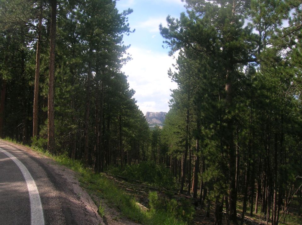 road curving through pine forest, distant rock formation visible through trees