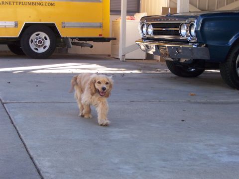 1991 Ford Bronco - A dog walks past a yellow truck and a classic blue car parked in a driveway.