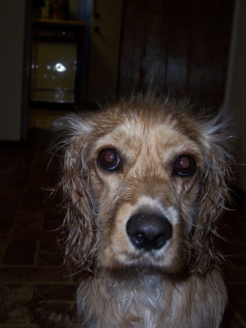 1991 Ford Bronco - A dog with wet fur looks directly at the camera, its eyes wide.