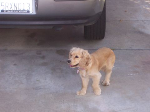 1991 Ford Bronco - A tan dog with a pink collar stands on a concrete surface next to a vehicle.