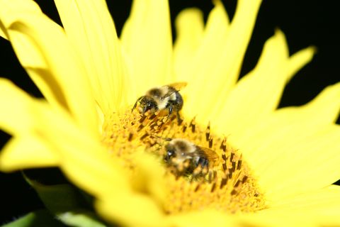 1997 Ford Probe - Bees foraging on a sunflower, with a SUPERMOTORS.NET watermark visible.