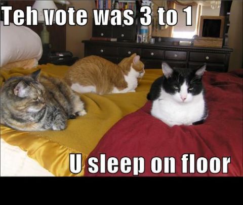 1988 Mercury Grand Marquis - A humorous cat meme image: three cats, a gray tabby, an orange-and-white, and a black-and-white, lounging on a bed with yellow and red blan…