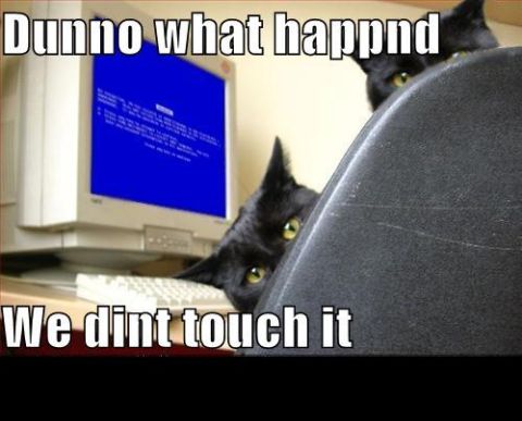 1988 Mercury Grand Marquis - Two cats appear to be responsible for the computer's blue screen error, but claim innocence.