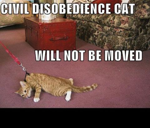 1988 Mercury Grand Marquis - This cat is clearly demonstrating civil disobedience and will not be moved from its current position on the floor.