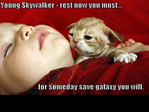 1988 Mercury Grand Marquis - A kitten watches over a sleeping baby, with Star Wars-themed text overlay.