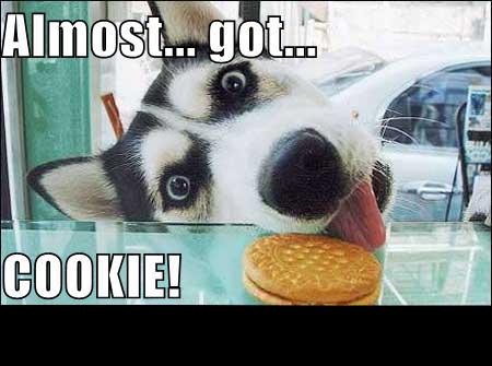 1988 Mercury Grand Marquis - Humorous meme of a Husky pressing its tongue to a glass case toward a cookie, captioned Almost... got... COOKIE!