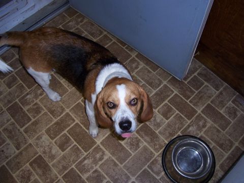 1991 Ford Bronco - A beagle dog stands on a tiled floor next to an empty food bowl, with its tongue playfully sticking out.