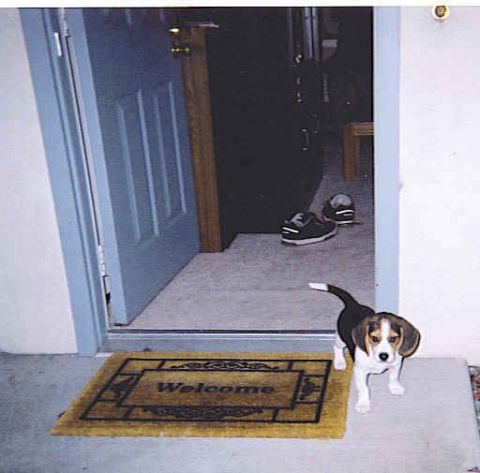 1991 Ford Bronco - A beagle puppy waits by the door on a welcome mat, with shoes visible inside the house.