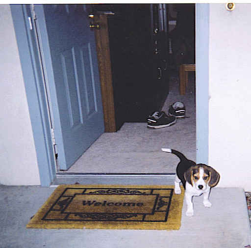 Beagle puppy stands on a welcome mat in front of an open door. Shoes are visible inside