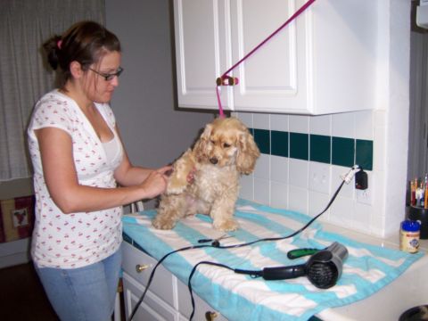 1991 Ford Bronco - A woman grooms a tan dog on a striped towel-covered table, with a hairdryer nearby.