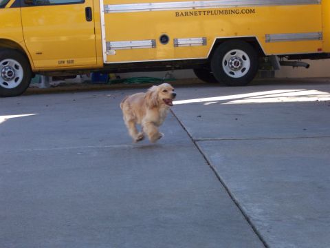 1991 Ford Bronco - A golden-colored dog runs across a concrete surface in front of a yellow utility van.