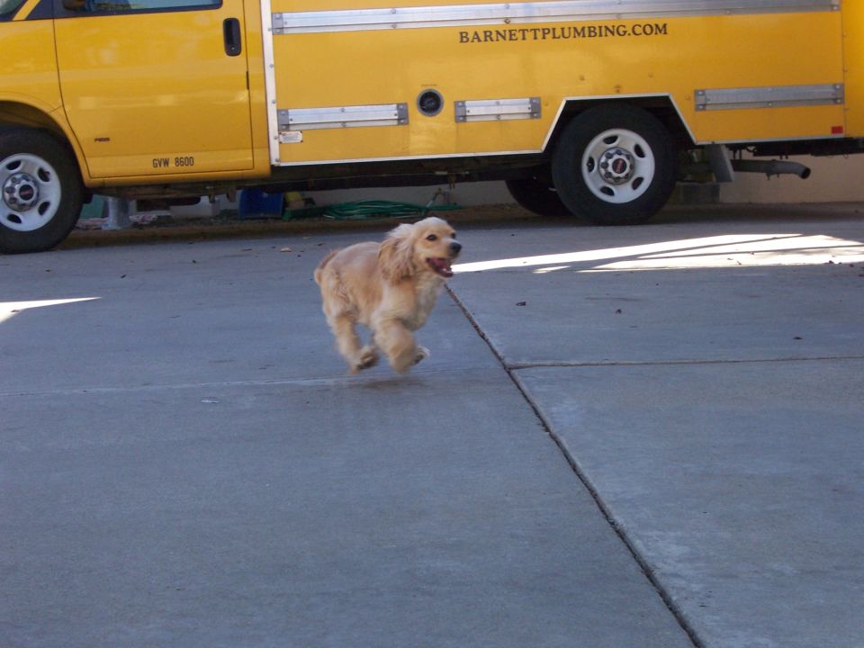 Dog running in front of yellow utility van with BARNETTPLUMBING.COM text