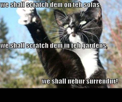 1988 Mercury Grand Marquis - A meme a cat with a defiant message overlaid on the image.